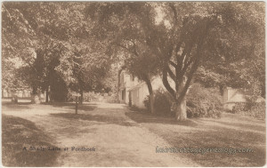 A Shady Lane At Fordhook pc1