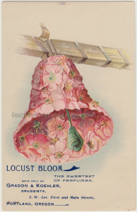 Locust Bloom Perfume tc1