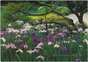 Irises at Heian Shrine pc1