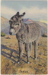 Rags The Baby Burro pc1