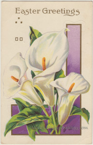 Easter Calla Lilies pc1