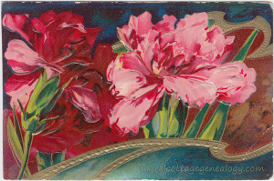 Carnations pc1