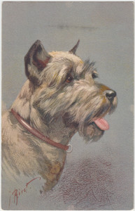 Schnauzer pc1