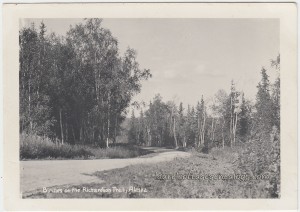 Birches On The Richardson Trail p1