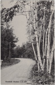 Roadside Birches pc1