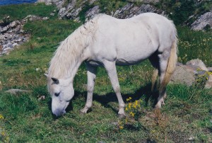 White Horse In Ireland p1