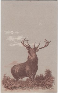 Landseer c1