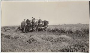 Cutting Wheat p1