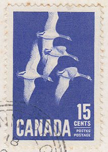 canada-geese-stamp-1963